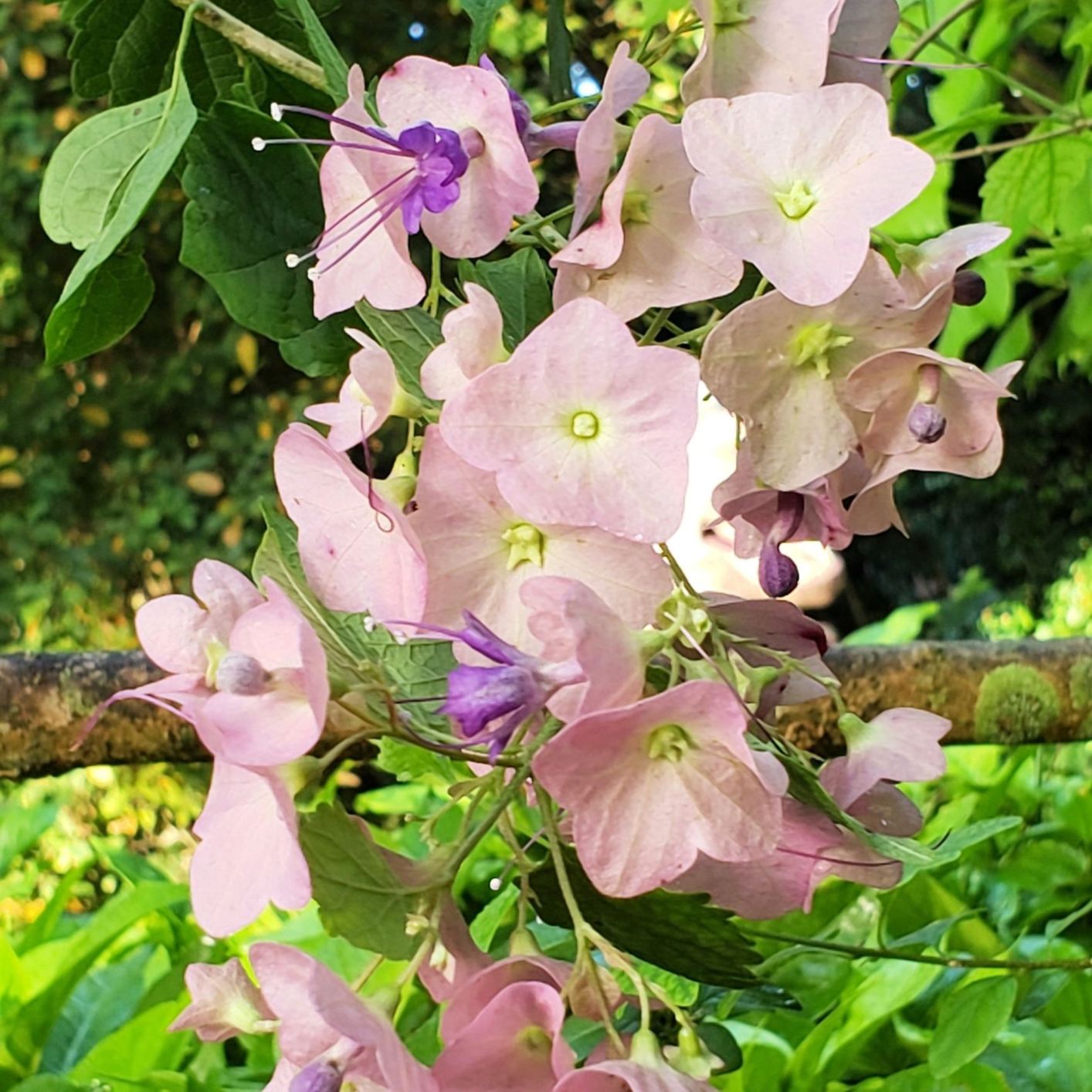 View from the gardens