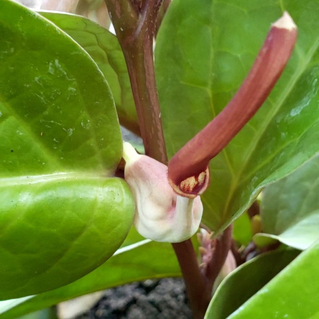 View from the gardens